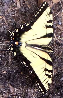 Puddling Tiger Swallowtail What S That Bug
