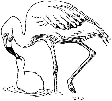 Flamingo Coloring Pages Best Coloring Pages For Kids