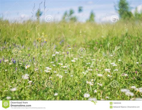 Green Grass And Chamomile Flowers In The Nature Meadow Of Flowers