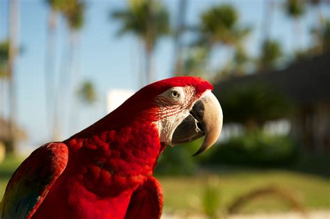 Free Images Bird Red Beak Fauna Lorikeet Macaw Vertebrate