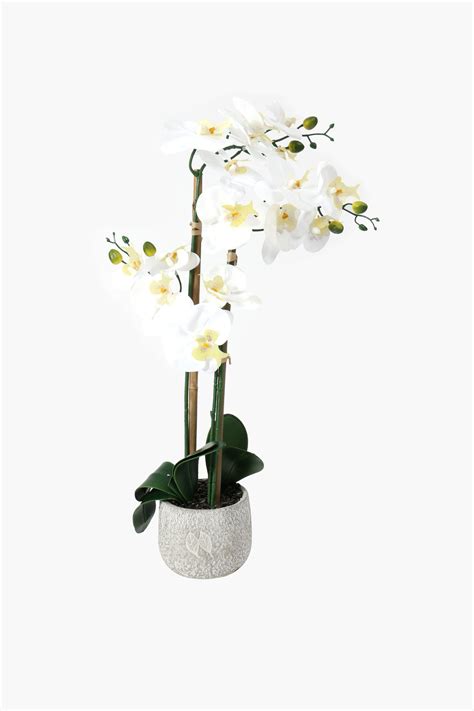 Facet Potted Double Stem Orchid