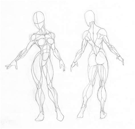 Female Torso Muscle Anatomy Drawing How To Draw Anime Characters