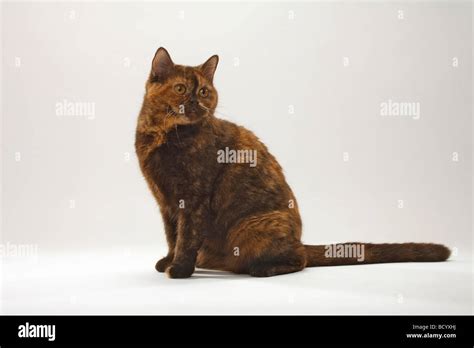 British Shorthair Cat Chocolate Tortie Side Stock Photo Alamy