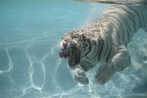 Majestic White Tiger In 4k Ultra Hd Wallpaper