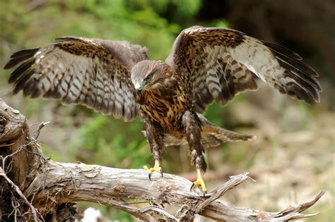 Hawks In Colorado 9 Birds Of Prey Species To Behold
