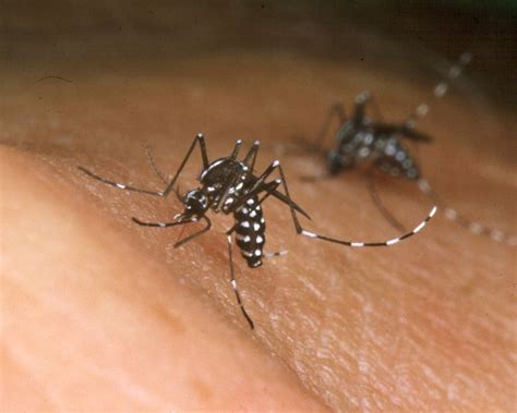 Aedes Aegypti El Mosquito Transmisor Del Zika El Dengue Y El