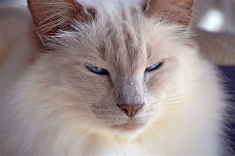 Balinese Cat Breeds All You Kneed To Know About This Pet Nelenelcom