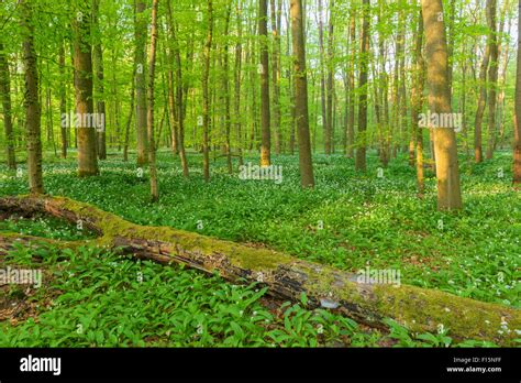 Beech Tree Fagus Sylvatica Forest With Fallen Tree And Ramson Allium