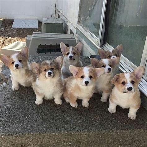 Welsh Corgi Puppies For Sale California Street Ca 252361