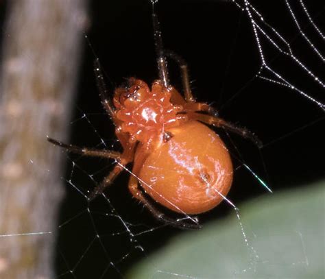 Small Red Spider Hypsosinga Bugguidenet