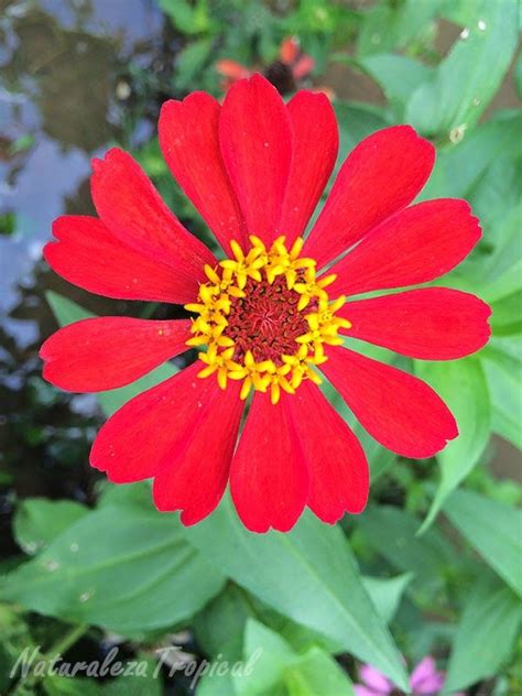 Zeword la forma mas facil de la pista de clarin crucigrama planta liliacea de flores grandes y hermosas se ha publicado 6 vezveces y tiene 1 unicas respuestas en nuestro sistema. Flor del clavelón (Zinnia angustifolia) | Flores tropicales, Plantas ornamentales, Hermosas flores