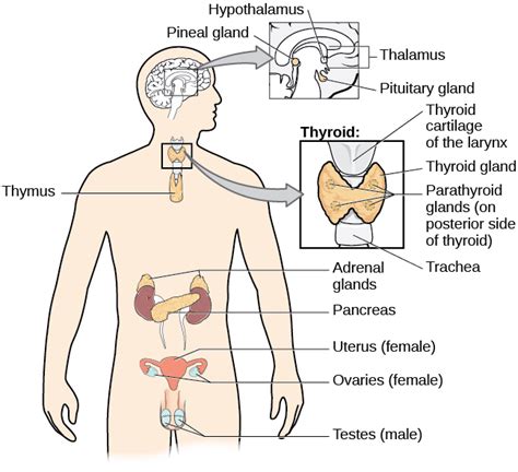 The Endocrine System | Introduction to Psychology
