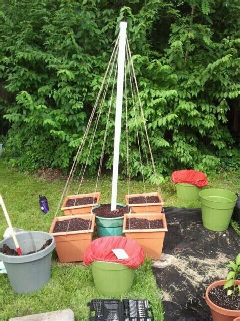 534 Best Images About Container Vegetable Gardening On Pinterest
