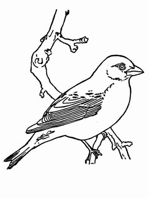 The cute little birds on this colouring page are perfect for a relaxing colouring activity. Spring Robin Coloring Pages - Coloring Home