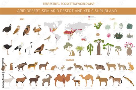Desert Biome Xeric Shrubland Natural Region Infographic Terrestrial