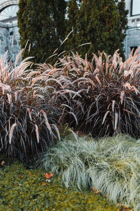 Add Texture To Your Garden With Plumes Of Purple Fountain Grass
