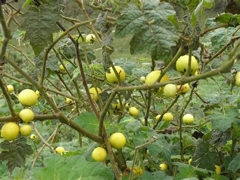 weed of the month tropical soda apple kempsey shire council working with the macleay valley
