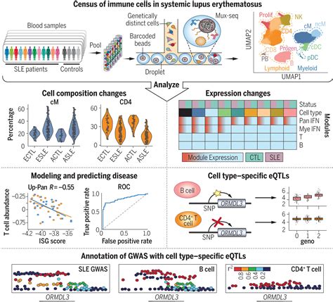 Single Cell Rna Seq Reveals Cell Typespecific Molecular And Genetic