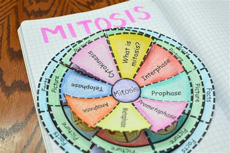 Math In Demand Mitosis And Meiosis Foldable