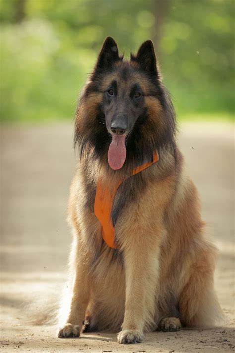 414 Best Images About Belgian Shepherd Tervueren On Pinterest Dog