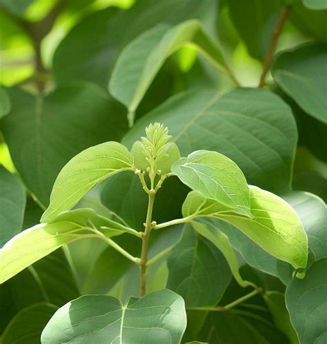 Syringa Amurensis Japonica Japanese Tree Lilac Myseedsco