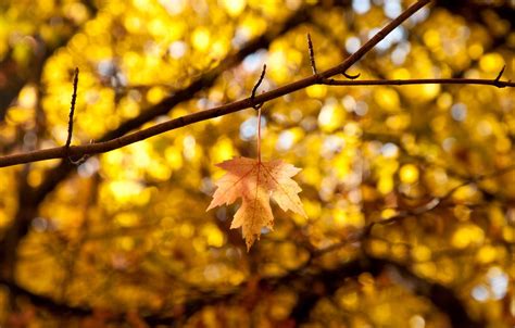 Wallpaper Autumn Leaves Macro Branches Yellow Background Tree