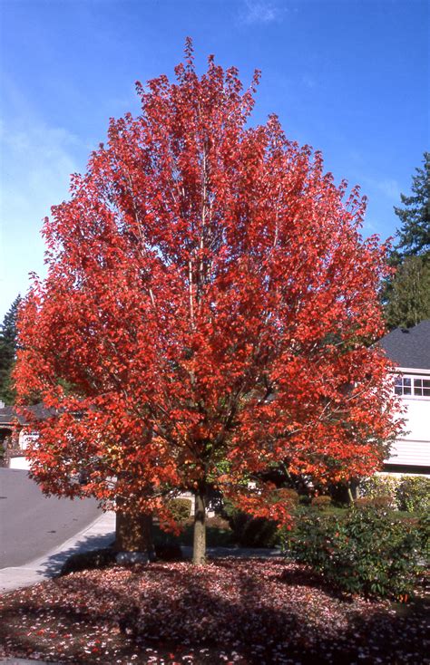 Autumn Blaze Maple Glover Nursery