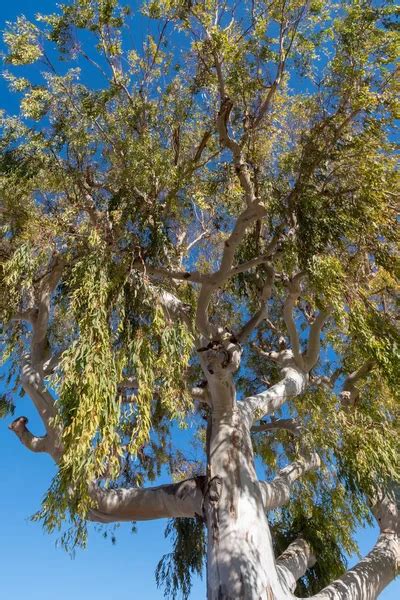 Eucalyptus Tree Low Angle View — Stock Photo © Surkovdimitri 188899172