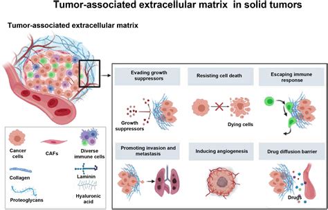 Frontiers Tumor Associated Extracellular Matrix How To Be A Potential Aide To Anti Tumor