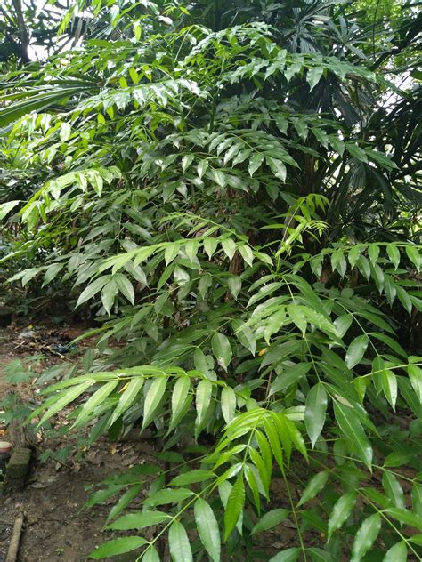 Buahnya bergugus2 di hujung tangkai 3. namakucella: POKOK LELETUP, POKOK KEDONDONG, POKOK LIMAU ...