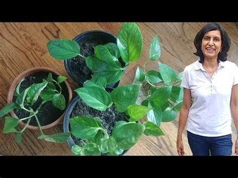 The money tree is a unique tree that is grown from a money tree seed in a money tree patch at the manor farm. Dying Money Plant or Pothos Update - YouTube