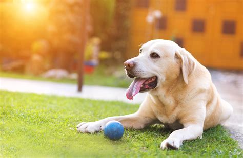 Outdoor Activities With Your Dog Argyle Feed Store