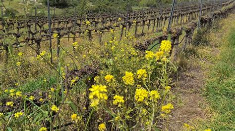 Parable Of The Mustard Seed This Is What The Mustard Plant In Israel