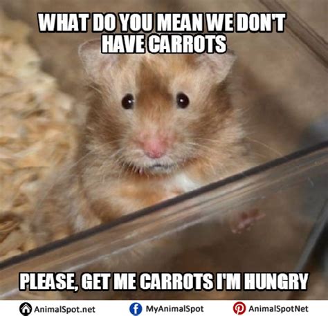 Hamster Memes
