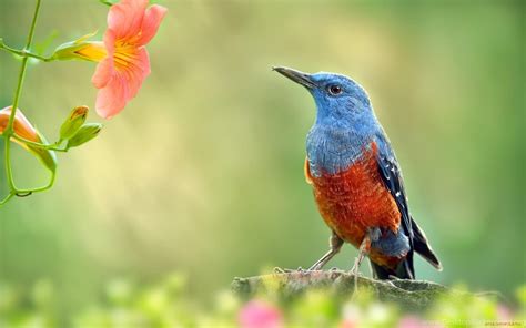 Spring Birds Wallpapers Top Free Spring Birds Backgrounds