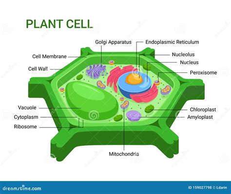 Vector Illustration Of The Plant Cell Anatomy Structure Infographic Images