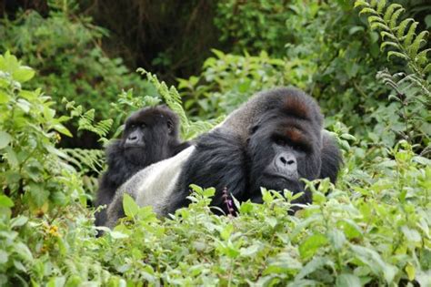 Tibs Gorilla Safaris Kampala Uganda Address Phone Number Tripadvisor