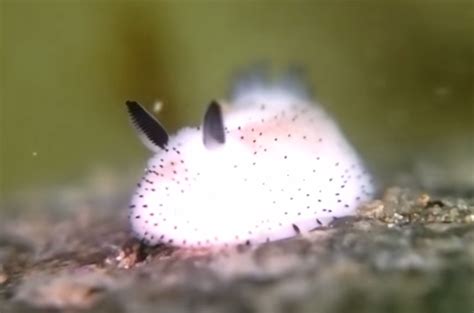 These Sea Bunnies Are Absolutely Adorable
