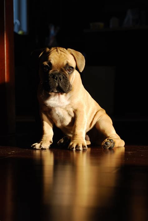 Well a french bulldog is a breed all by it's self. When will my ears go up? | Bulldog, French bulldog, Dogs