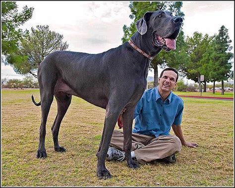 Biggest Dogs In The Worldpet Photos Gallery Dog Pet Photos Gallery