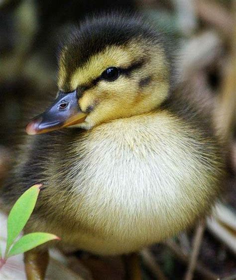 121 Best Images About Wild Ducks On Pinterest South