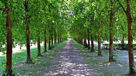 Download Free Photo Of Avenue Trees Away Tree Lined Avenue Trail