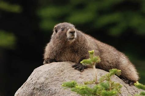 6 Types Of Marmots In North America Pictures Wildlife Informer