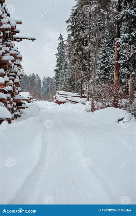 Winter Road In Snowy Forest With Tree Felling Stock Photo Image Of