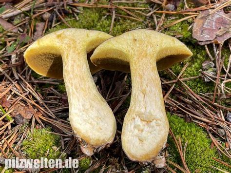 sandröhrling suillus variegatus verwechslung and beschreibung