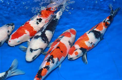 Japanese Koi and Pond and Waterfall Photographs