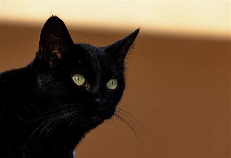 Black Cat With Green Eyes Photograph By Beatrice Provini
