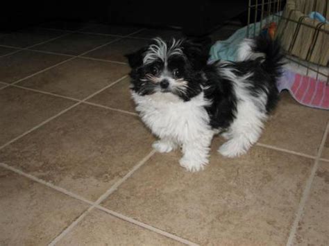 This breed loves to run and play. mi-ki puppies miki dogs