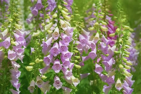 In The Foxgloves Photograph By Diana Teeters Fine Art America