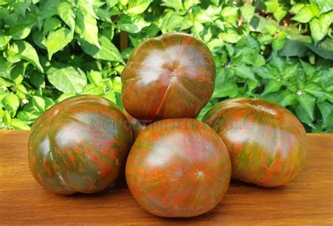 15 Semillas De Tomate Kozula 24 Reliquia Vegetal Variedad Etsy España